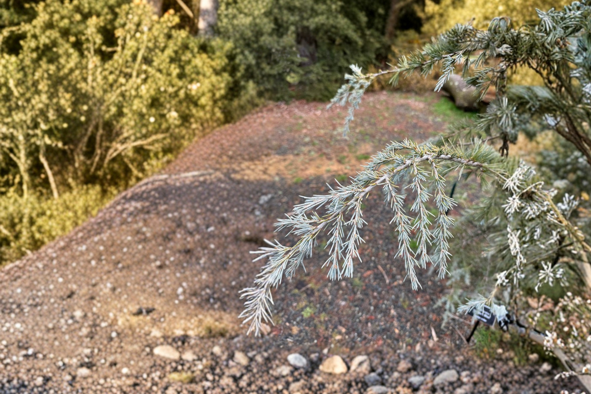 Sander Blue Deodar Cedar Live Plant 12 Inch 1 Gallon Pot Cedrus deodara ‘Sander’s Blue’ Blue Evergreen Conifer Tree