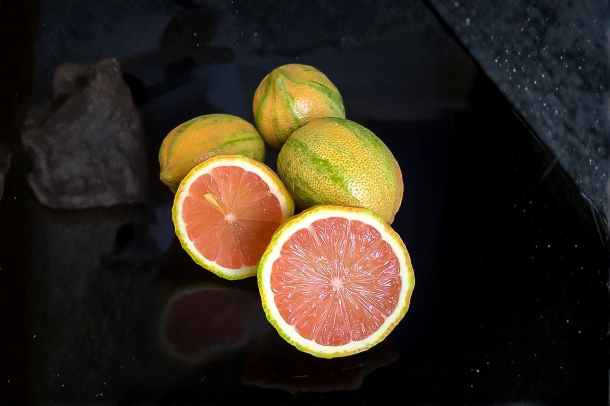 Variegated Pink Lemon Tree Grafted Live Plant Dwarf Citrus Tree Citrus limon 'Eureka Variegated Pink' for Patio Garden
