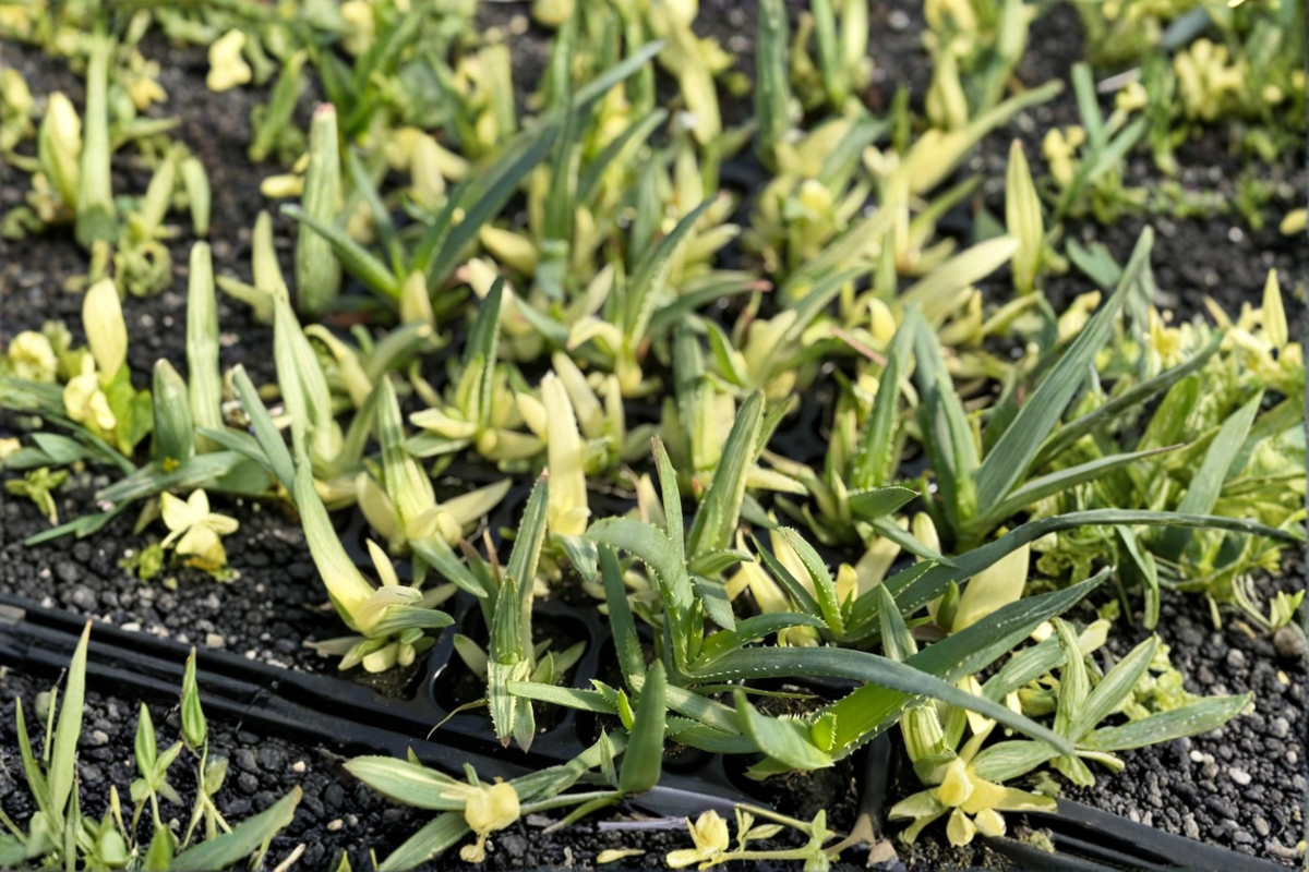 Aloe Solar Flare Live Plant in 2 Inch Pot | Rare Variegated Succulent | Aloe cultivar | Green and Yellow Foliage