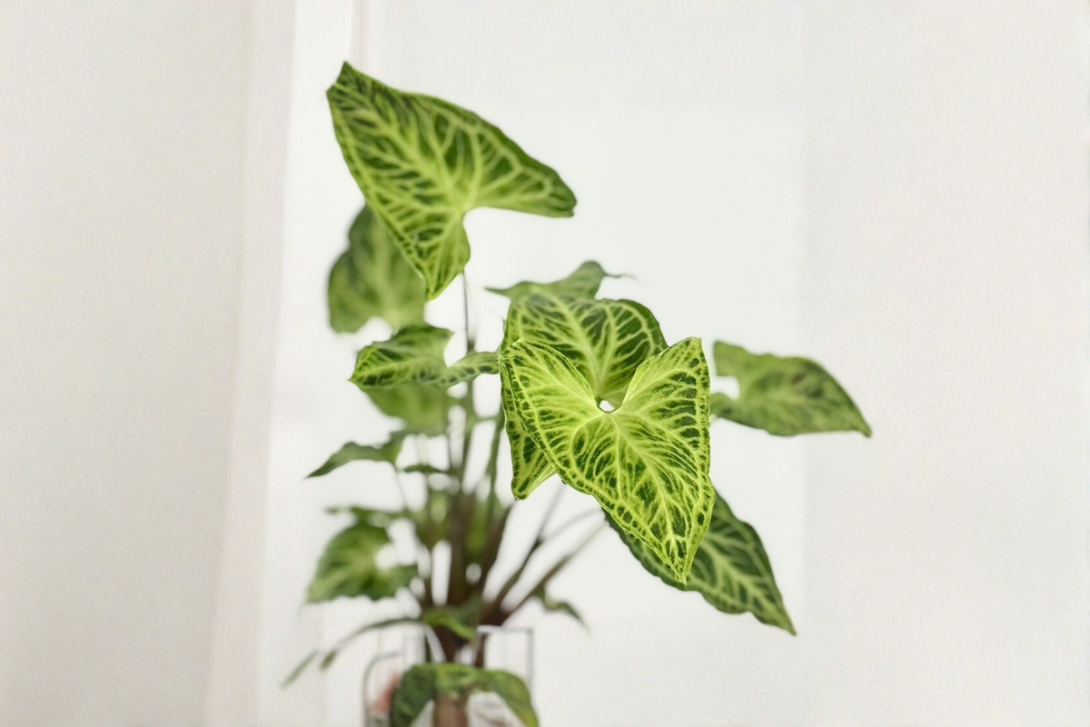 Live Syngonium Batik Starter Plant | White Variegated Arrowhead Vine | Syngonium podophyllum ‘Batik’ | Tropical Houseplant