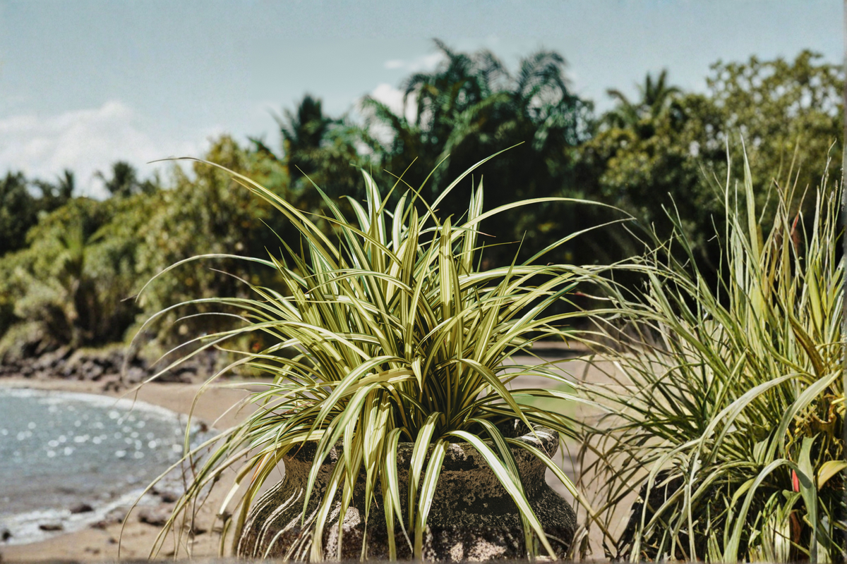 Variegated Zebra Spider Plant Live in 4-Inch Pot - Chlorophytum comosum 'Variegatum' - Easy Care Indoor Houseplant