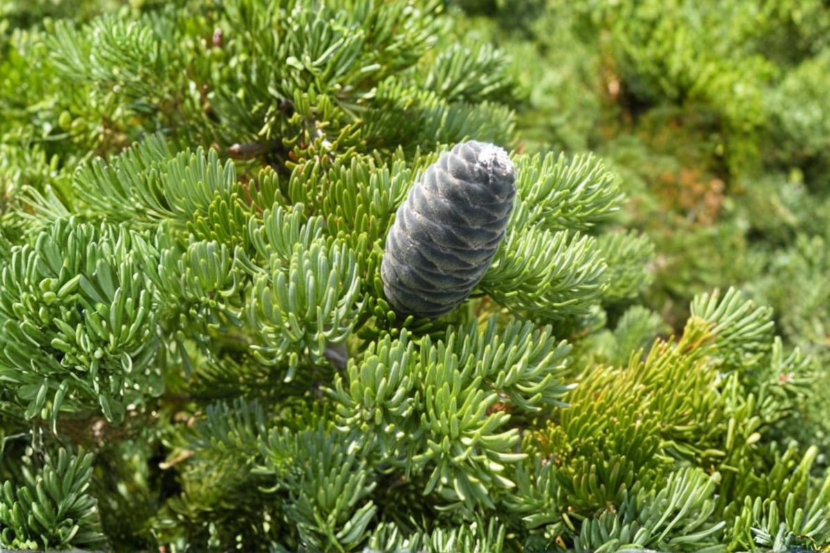 Subalpine Fir Live Plant 1 Gallon Pot Cold Hardy Evergreen Conifer Tree Abies lasiocarpa 10 Inch Blue-Green Needles
