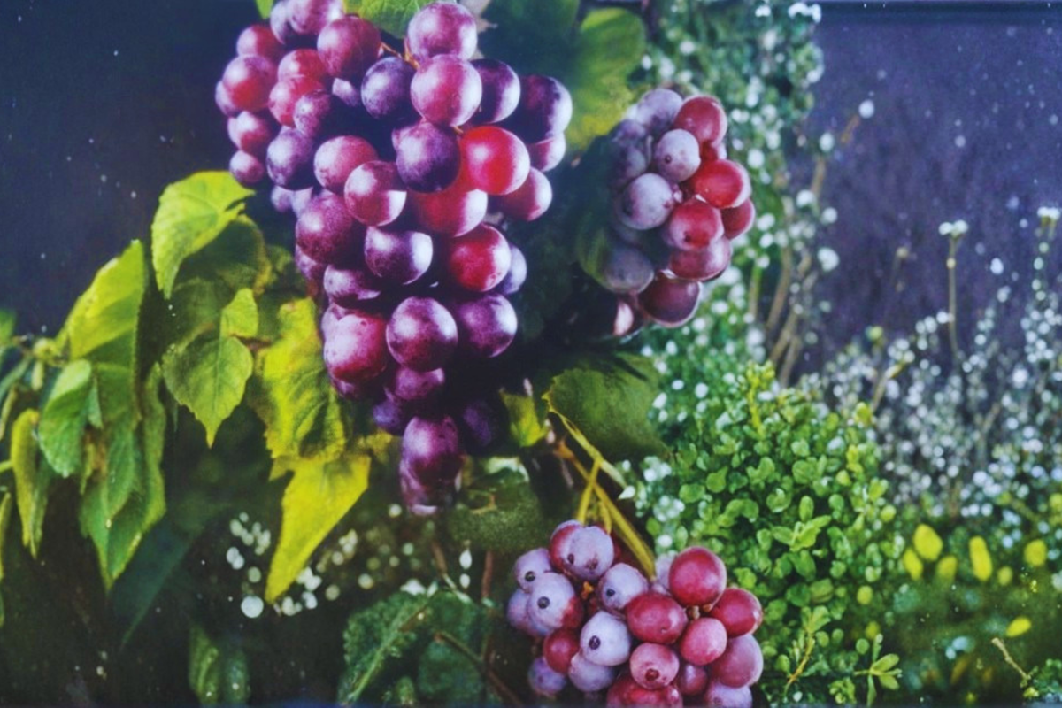 Black Noble Muscadine Grape Vine 3 Gal Live Plant Dark Purple Grapes Vitis rotundifolia for Garden Trellis Vineyard