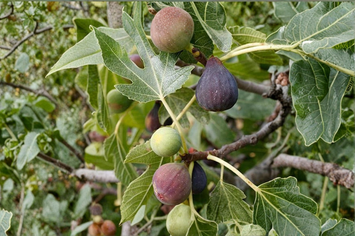 Celeste Fig Tree Live Plant - 4 Year Old Fruiting Fig Tree (Ficus carica 'Celeste') for Garden & Patio, Established Fruit Tree