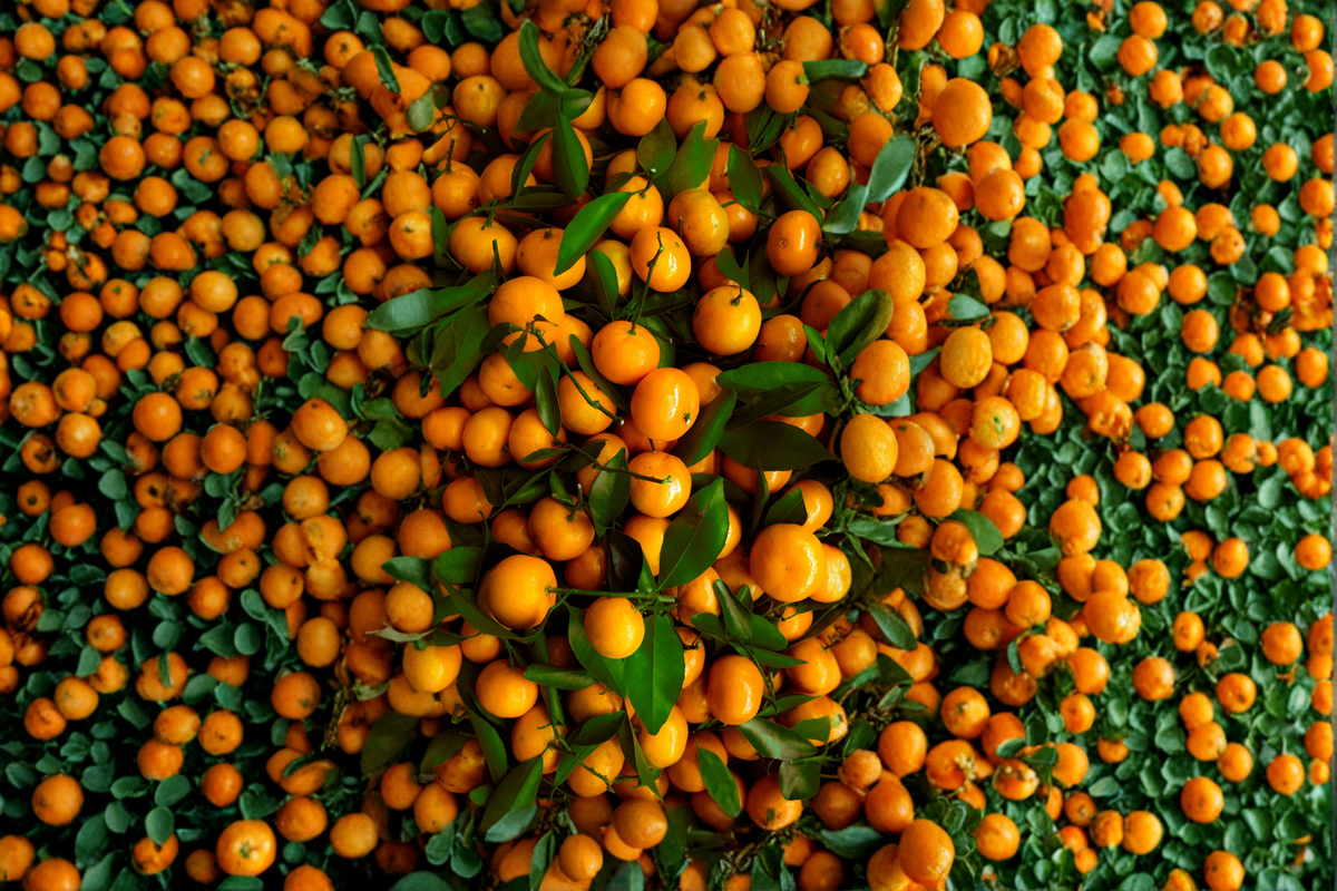 Shiranui Mandarin Tree Live Citrus Plant 3-4 Ft in 4x4x14 Pot | Citrus reticulata Hybrid | No Ship to CA