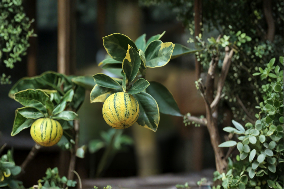 Variegated Pink Lemon Tree Live Dwarf Citrus Plant 4x4x14 Pot Citrus limon 'Variegated Pink Eureka' No Ship to CA