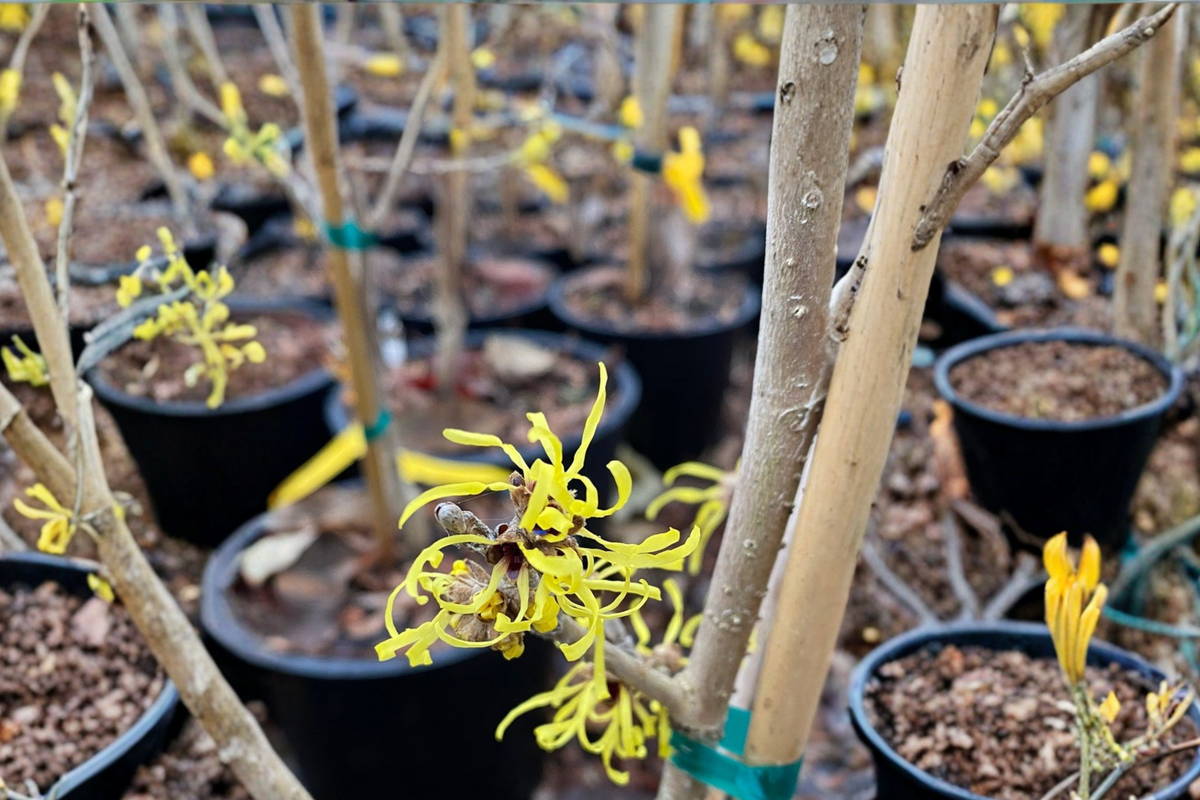 Witch Hazel ‘Angel’ 12” Live Plant - Yellow Winter Blooming Shrub - Hamamelis mollis - 1 Year Graft, Ornamental Garden Accent