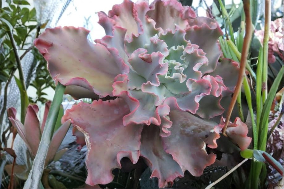 Echeveria 'Ballet Dancer' Live Succulent in 3.5-Inch Pot - Green Rosette-Forming Succulent for Indoor/Outdoor Decor