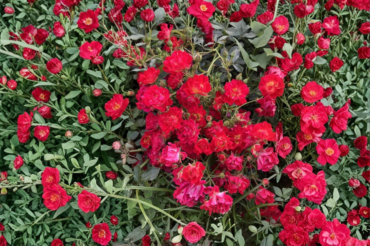 6 Hot Pink Ivy Geranium Starter Cuttings 6-Inch - Pelargonium peltatum - Trailing Flowering Plant for Baskets and Containers