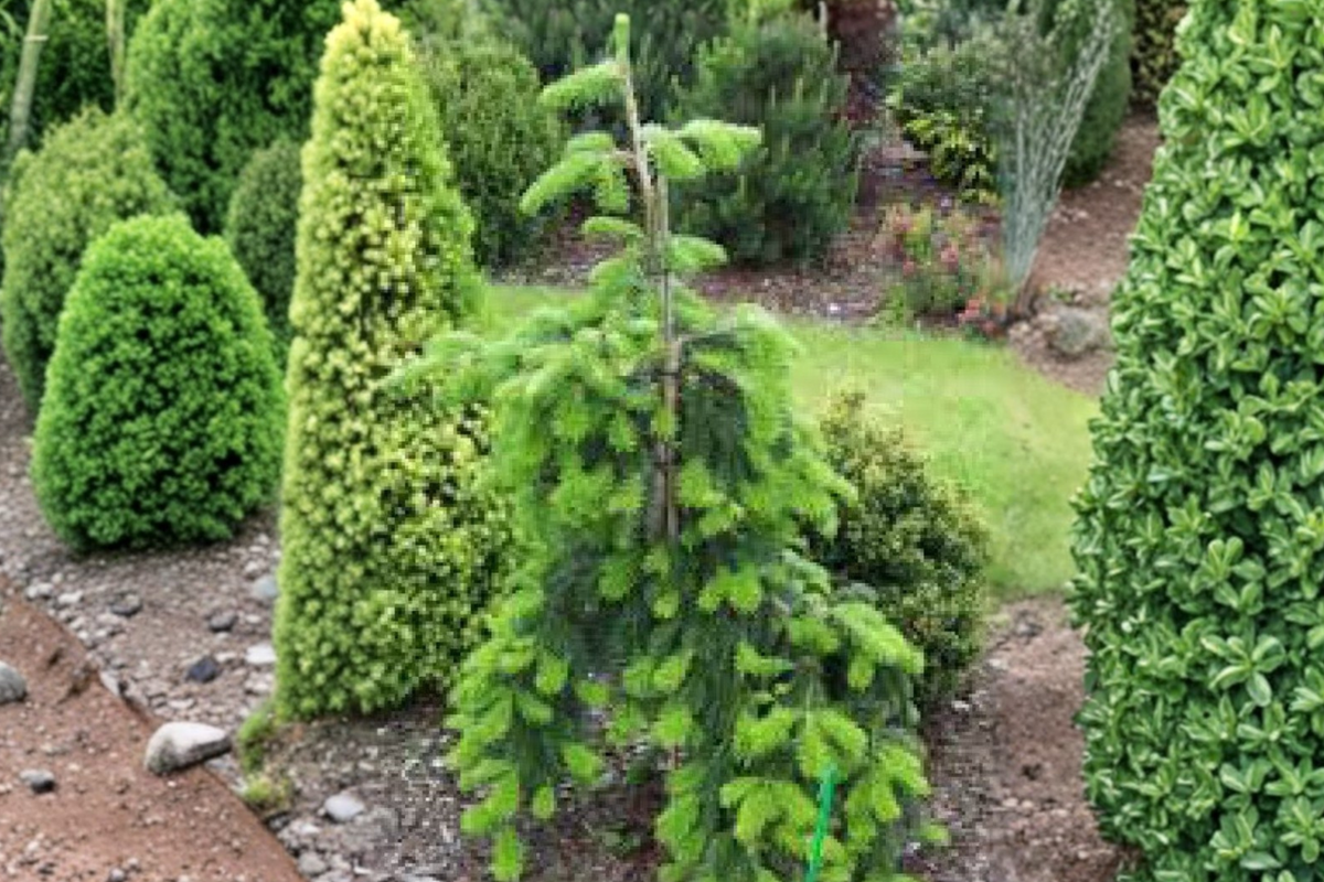 Weeping Veitch Fir 'Pendula' Live Plant 12" in 1 Gallon Pot - Abies veitchii Evergreen Conifer for Garden or Container
