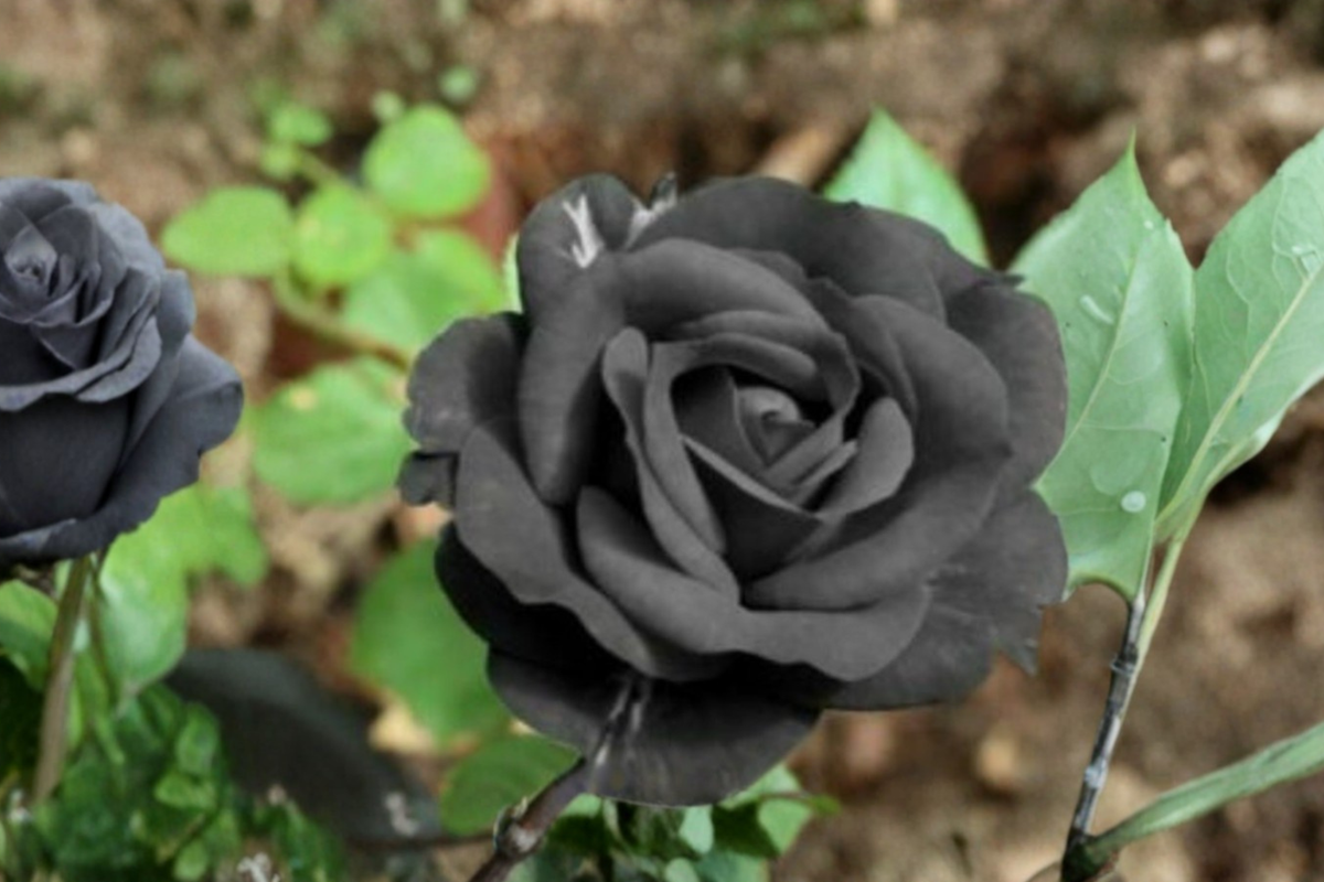 Dark Purple English Rose Seeds 10 Pack - Ornamental Flower Seeds for Garden Planting - Rosa spp. - USA Seller