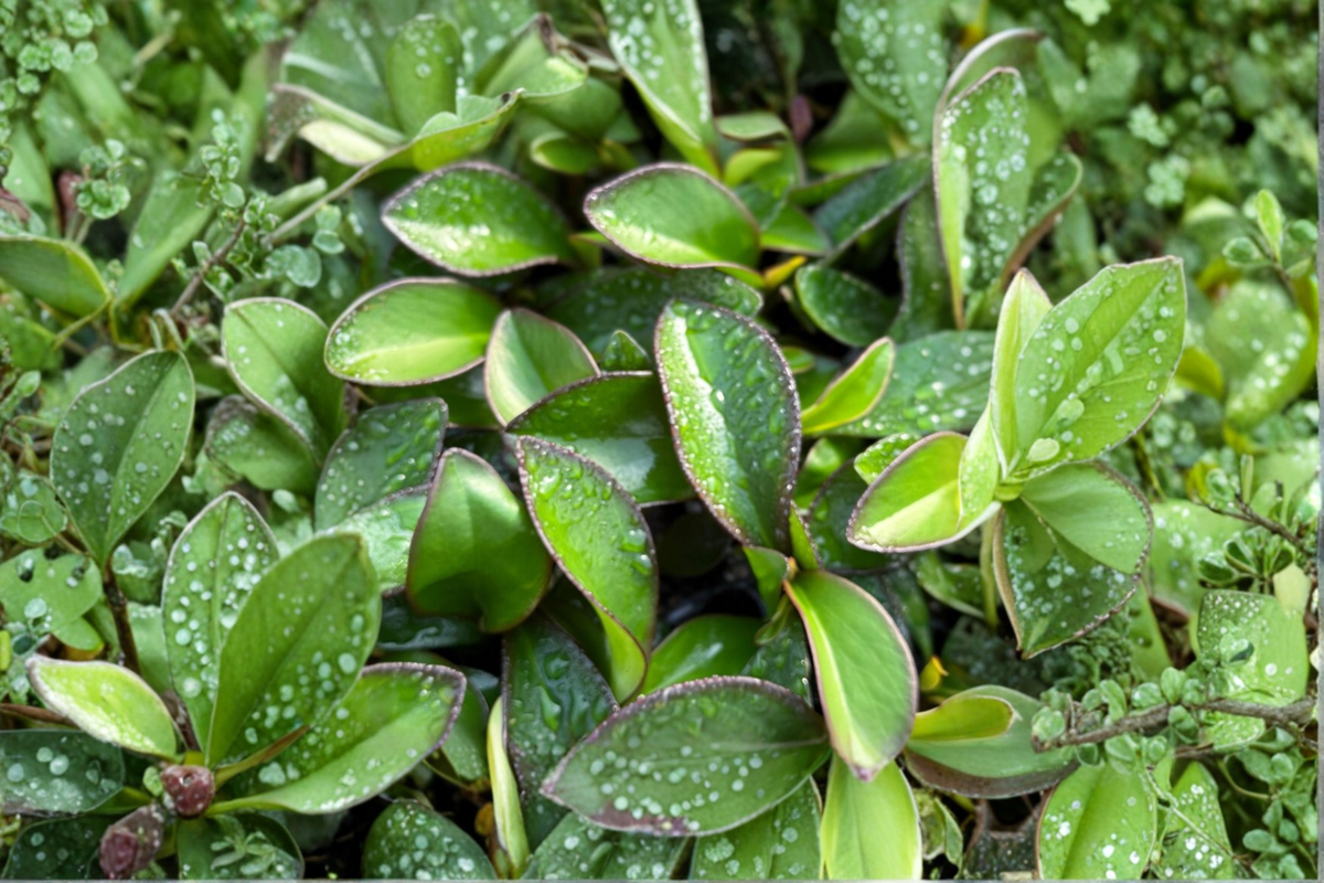 Peperomia Red Edge Live Plant in 2 Inch Pot - Variegated Tropical Houseplant, Peperomia clusiifolia ‘Red Edge’