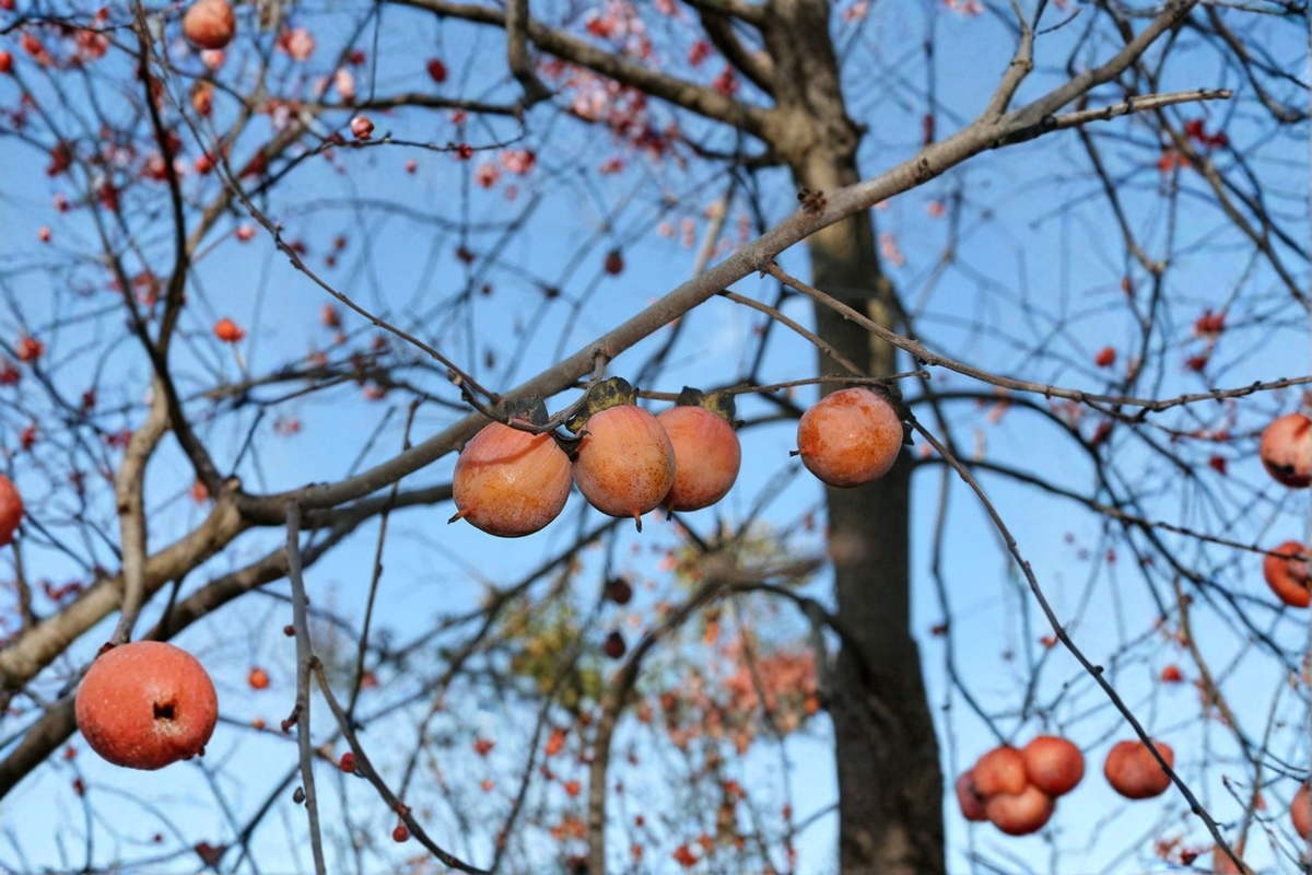 American Persimmon Tree Live Plant 3 Gallon Pot Diospyros virginiana Native Fruit Tree for Yard Garden Planting