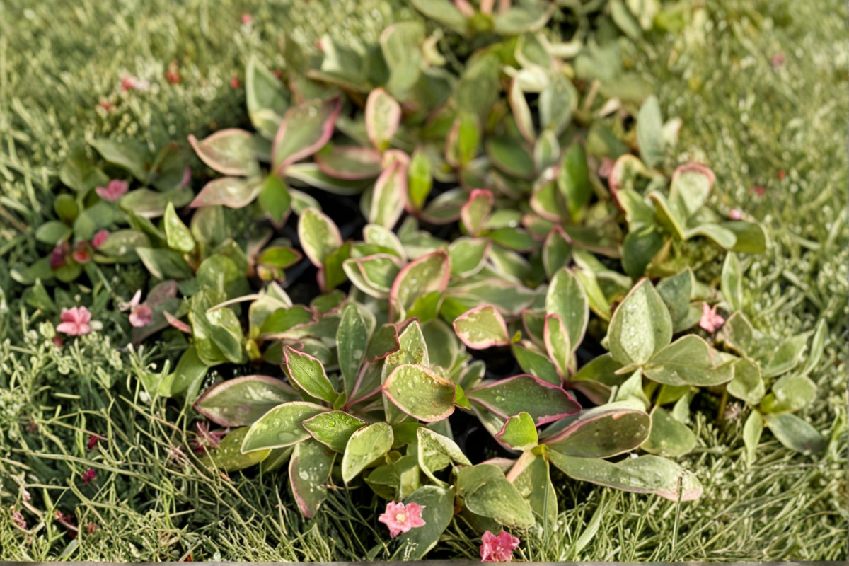 Peperomia Ginny Live Plant | 2 Inch Variegated Houseplant | Peperomia clusiifolia 'Ginny' | Colorful Tropical Foliage