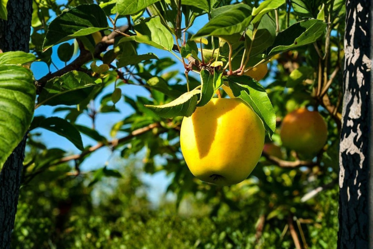 Dorsett Golden Apple Tree Grafted Live Fruit Tree - Sweet Crisp Apples (Malus domestica) - Self Pollinating, Ready to Plant
