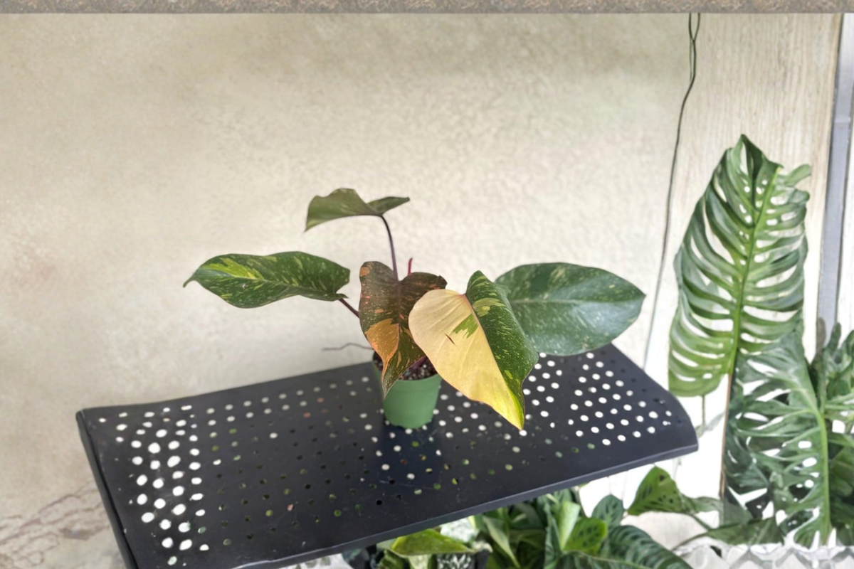 Philodendron Orange Princess Live Plant 4 Inch Pot Variegated Marble Galaxy Philodendron Tropical Houseplant