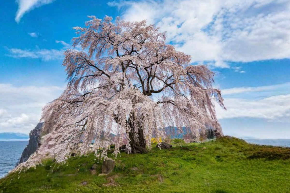 Weeping Cherry Tree Seeds - 10 Pack - Ornamental Flowering Tree - Prunus spp. - Garden Planting with Instructions