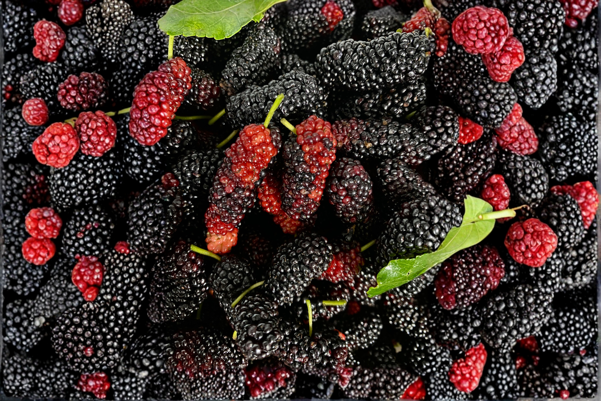 Dwarf Everbearing Mulberry Plants - 2 Starter Plants - Morus spp. - Compact Fruiting Tree for Home Gardens and Containers