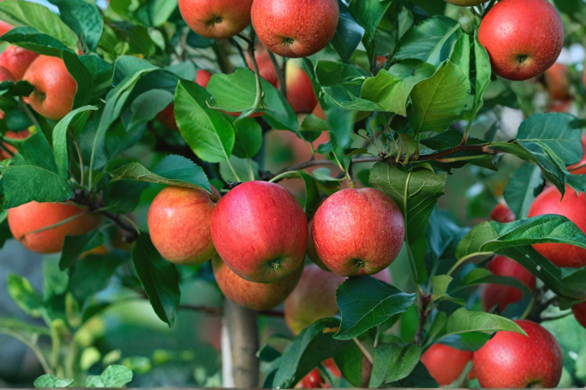 Empire Apple Tree Live Plant 4-6 Ft, Deciduous Fruit Tree for Garden or Orchard, Malus domestica