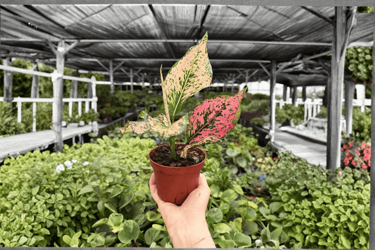 Aglaonema Light Pink Triphet Live Plants - 4-Inch Pots - 2 Exact Plants - Tropical Ornamental Foliage - Aglaonema Cultivar