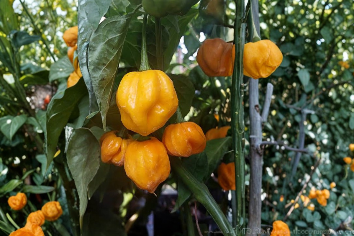 Lot of 3 Aji Mango Pepper Plants, Medium Hot, Capsicum baccatum, 75+ Days Old, Tropical Flavor for Home Gardens