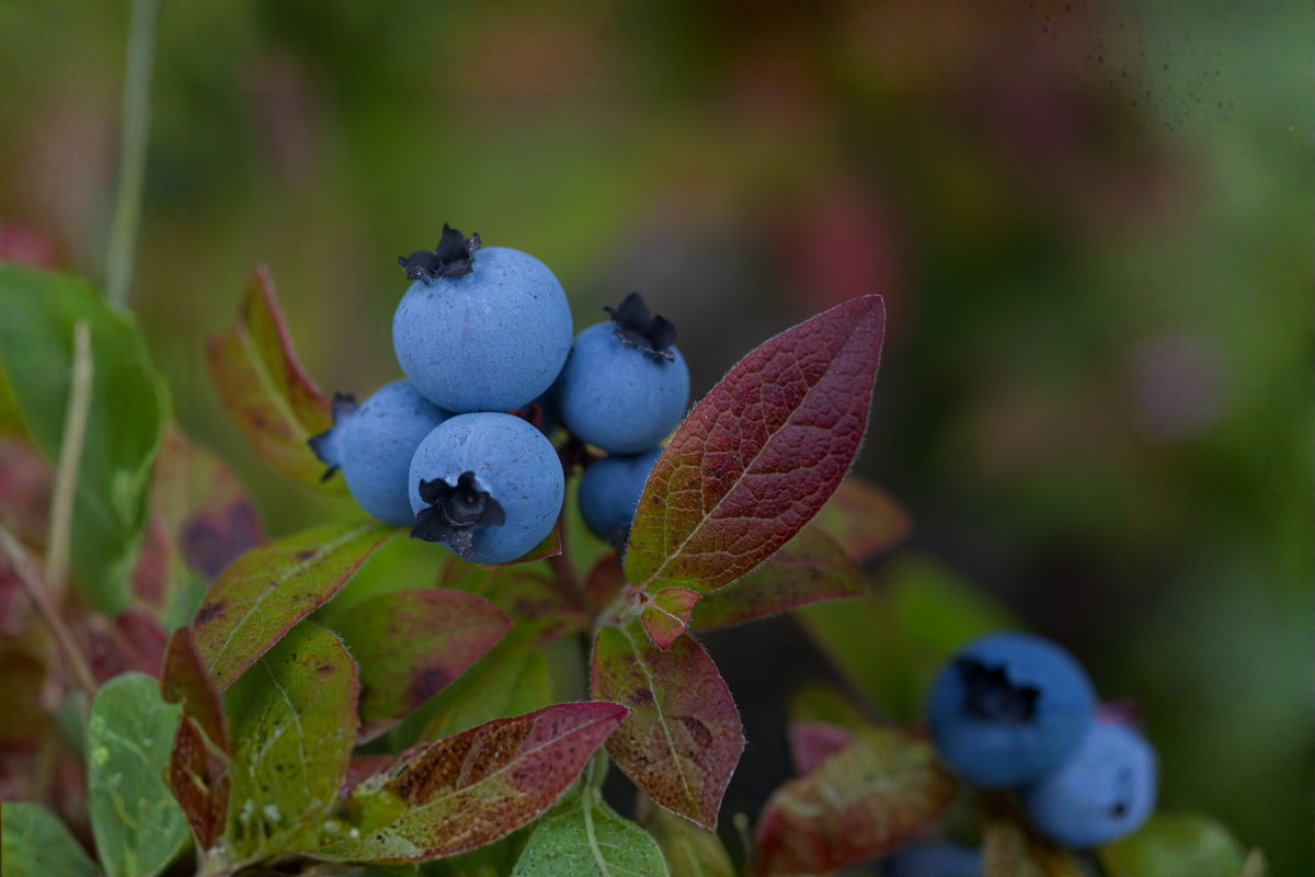 Powder Blue Blueberry Live Plant 1 Gallon Pot 2 Year Old Vaccinium Ashei Edible Fruit Shrub Garden Plant