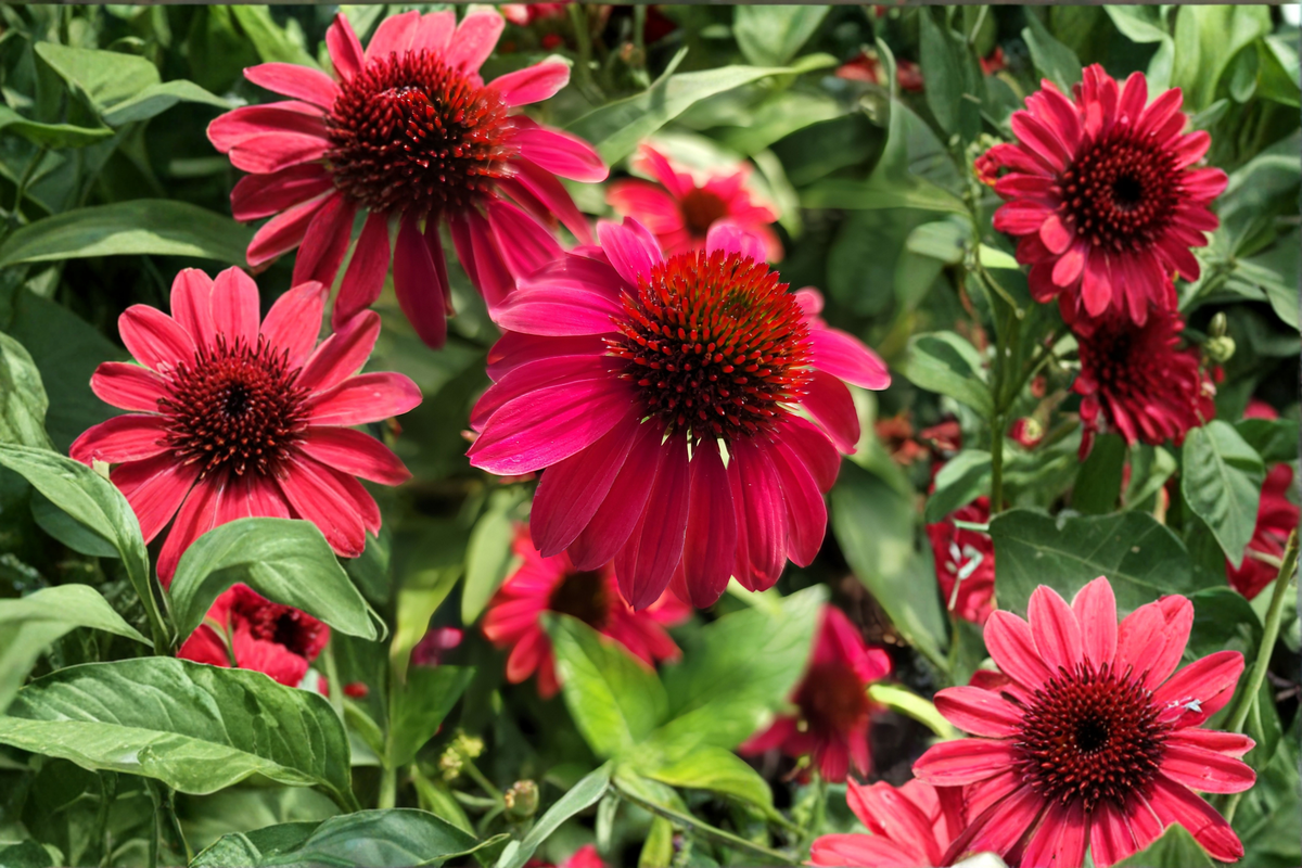 Double Scoop Cranberry Coneflower Live Plants - 3 Rooted Starters in 1 Qt Pots - Echinacea 'Double Scoop Cranberry'