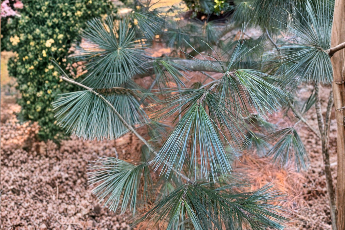Cesarini Blue Limber Pine 12 Inch Live Plant 1 Gallon Pot - Pinus flexilis 'Cesarini Blue' Compact Evergreen Conifer