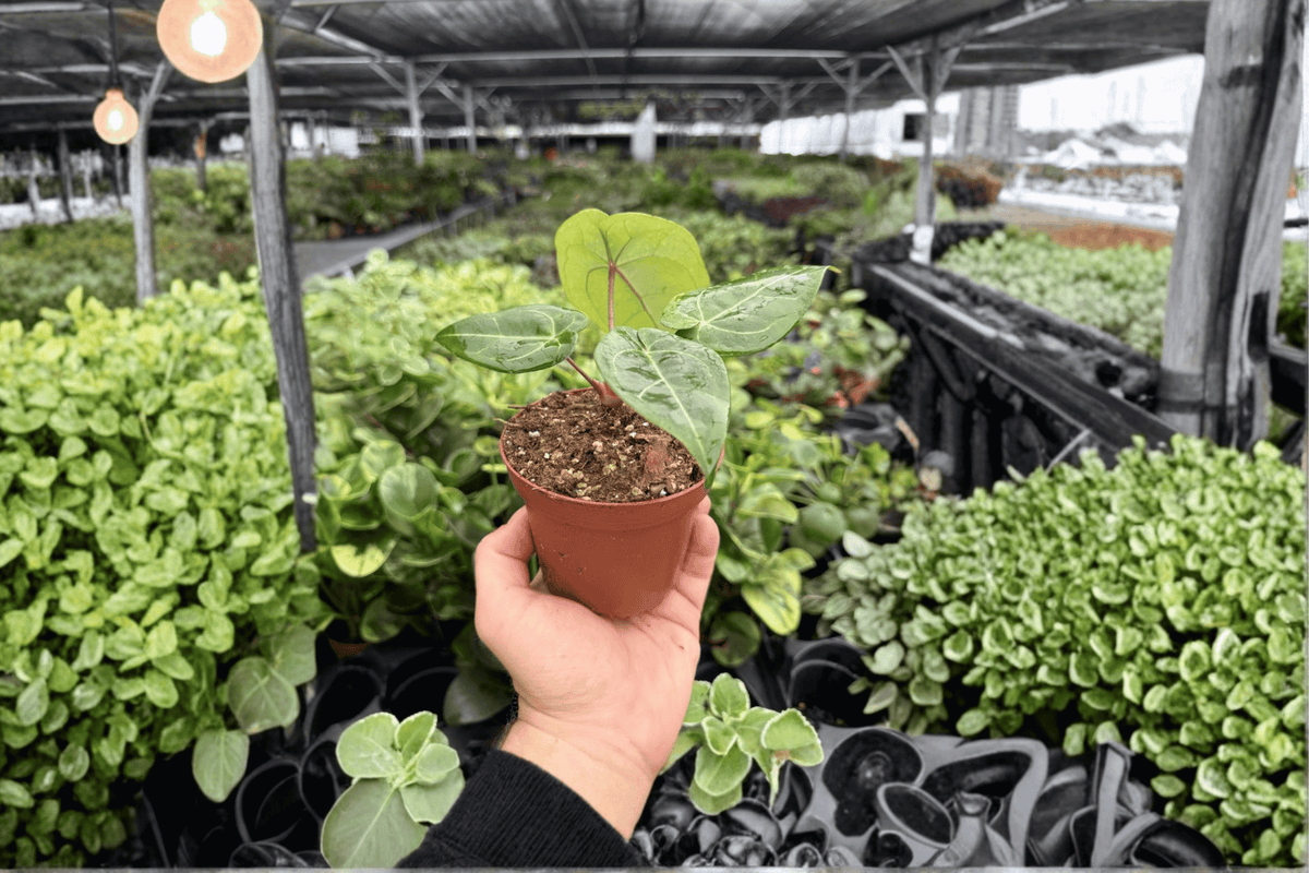 Anthurium Live Plants - 4-Inch Pots - Anthurium Papi x HU (KOS) Hybrid - Tropical Ornamental Aroid