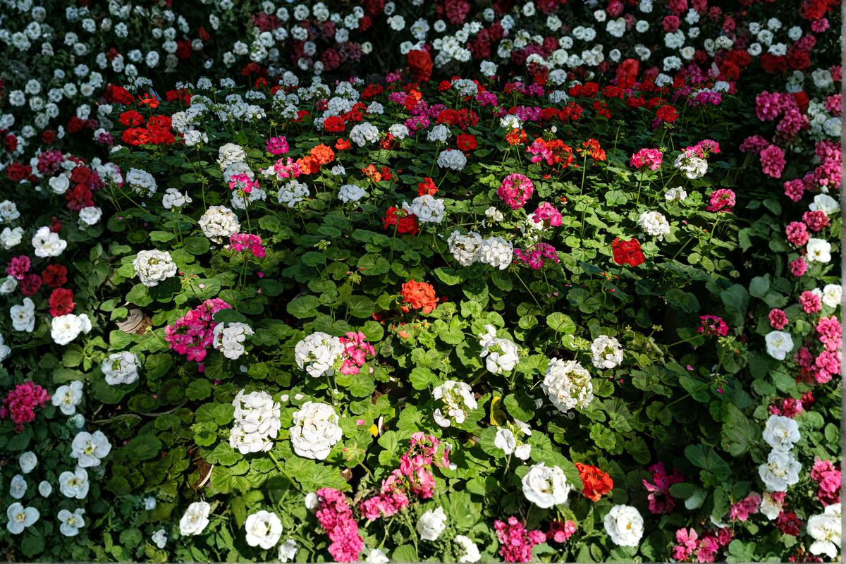 Red & White Geranium Starter Cuttings 6 Inches - Pelargonium × hortorum - Live Plant for Propagation and Container Gardening