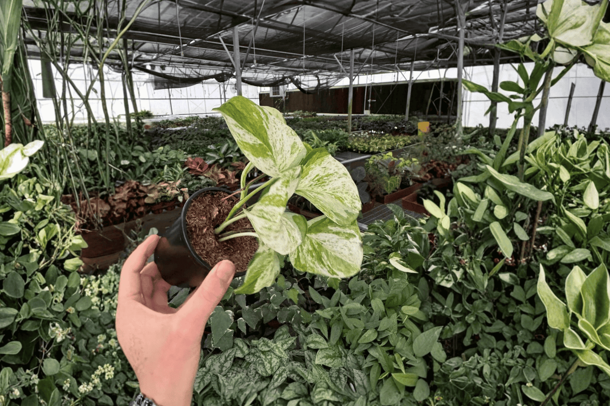 2 Manjula Pothos Live Plants in 4-Inch Pots - Epipremnum aureum 'Manjula' - Variegated Foliage for Indoor Decor