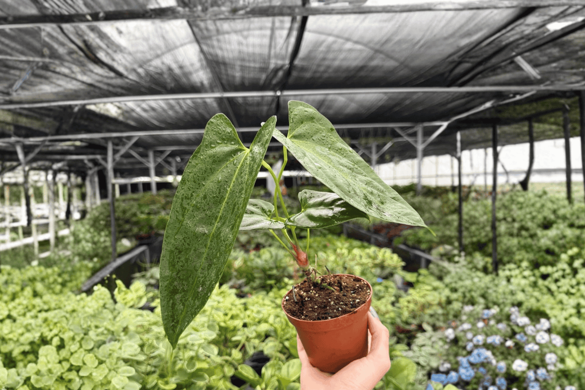Live Anthurium Plants – 4-Inch Pots – Anthurium Hoffmannii x Red Gunsal – Tropical Aroid for Indoor Container Culture