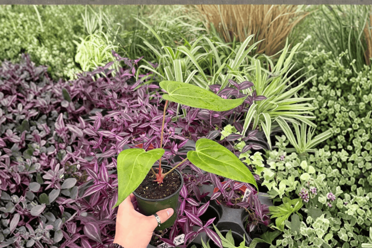 Live Anthurium Plants - 4" Anthurium Xone × Warocqueanum - Tropical Ornamental Foliage - Hybrid Aroid Plant