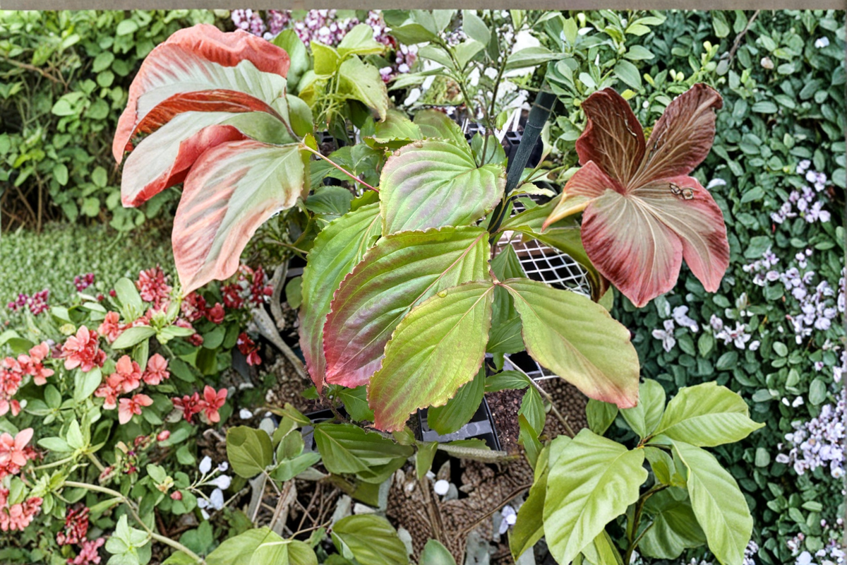 Beni Fuji Dogwood Live Plant 12 Inch Pink Blooms Cornus florida 1 Year Graft Ornamental Flowering Tree for Gardens