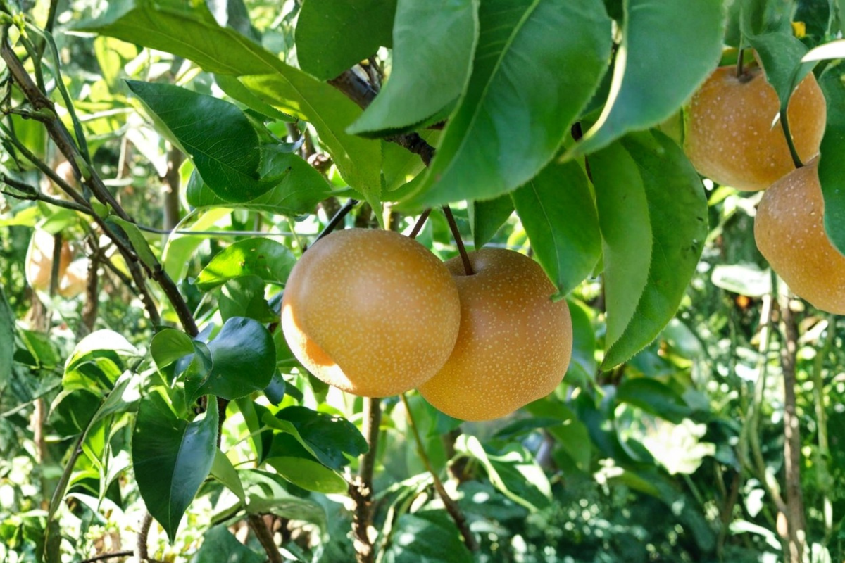 Grafted Shinseiki Asian Pear Tree - Tall Self Pollinating Fruit Tree - Pyrus pyrifolia - Ready to Plant for Home Orchard
