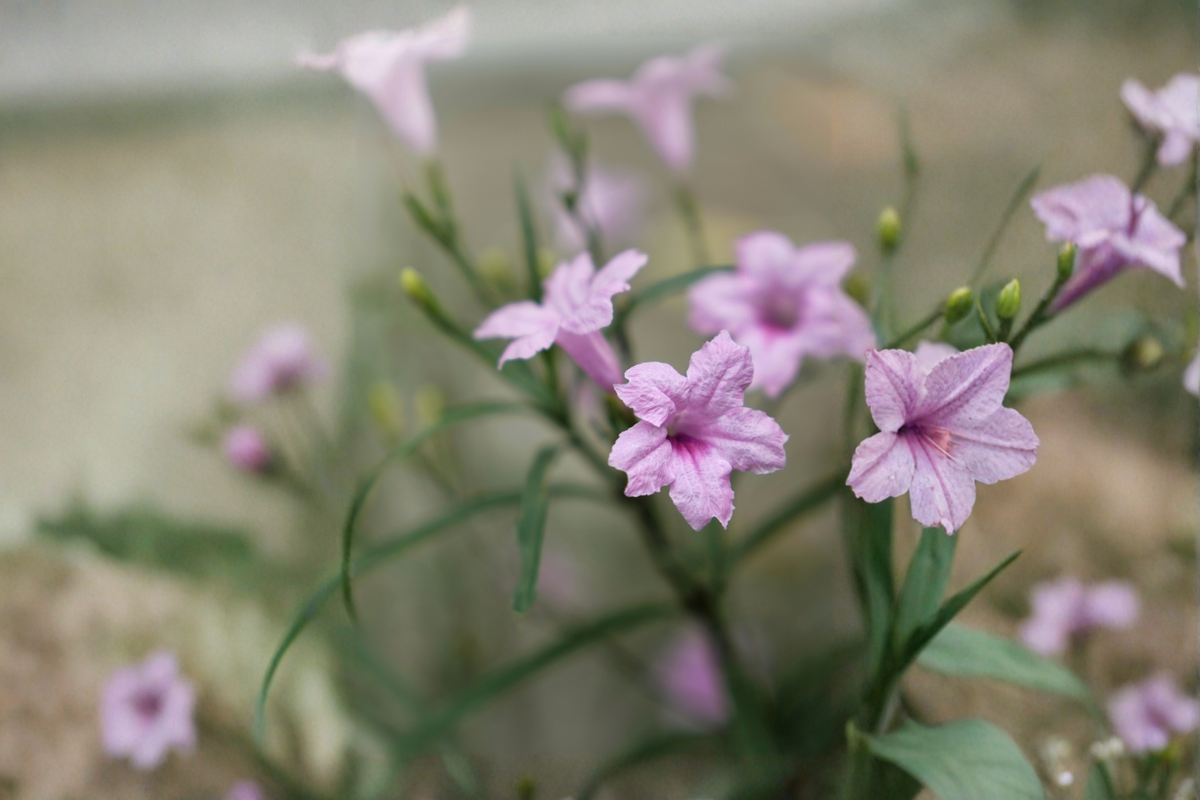 3 Dwarf Ruellia Live Plants – Pink Flowering Perennials (Ruellia simplex) – Compact, Pollinator-Friendly Garden Starter Plants