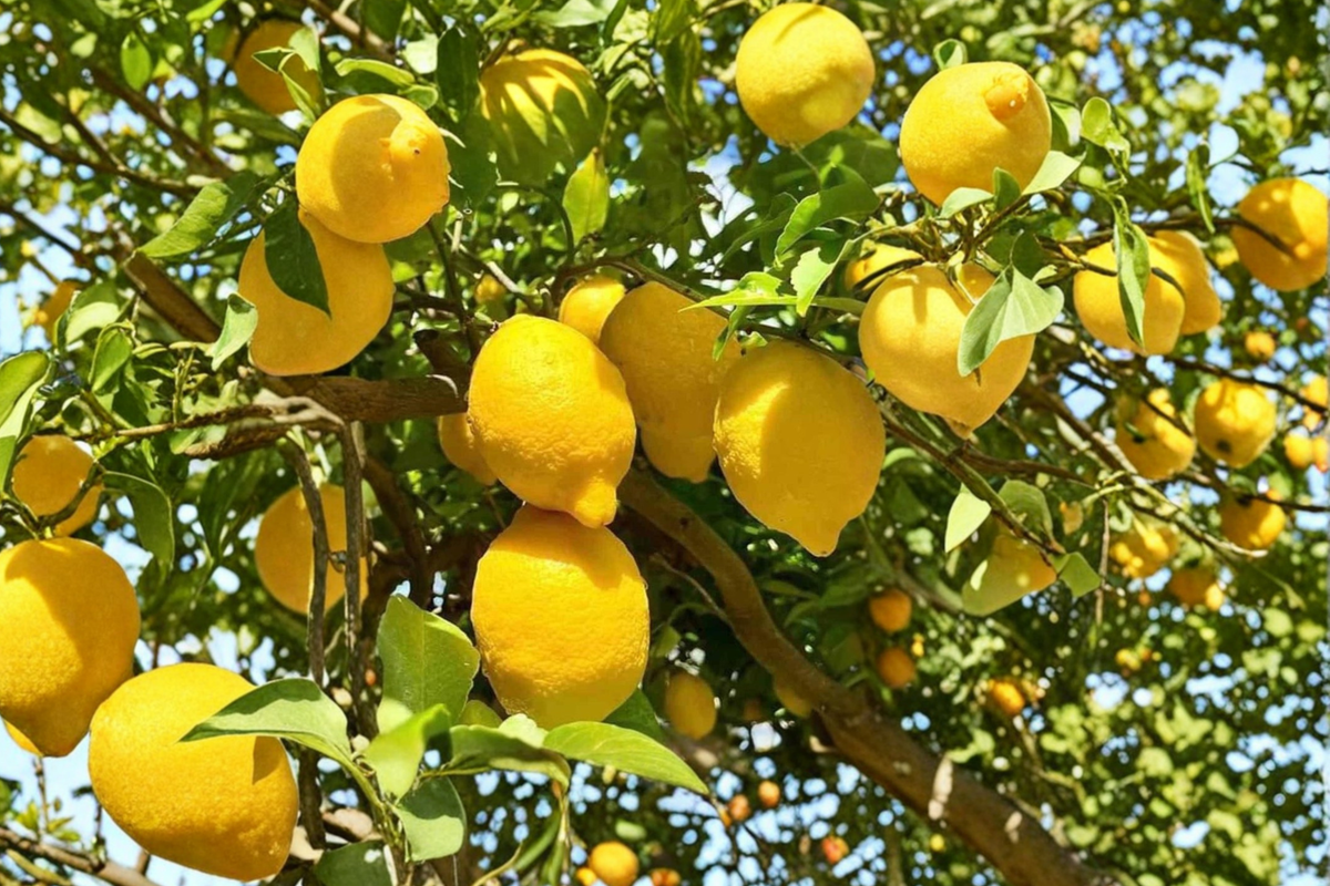 Dwarf Meyer Lemon Tree in 1 Gallon Pot - Citrus × meyeri - Air Layered Live Plant for Patio Garden (No Ship to CA)