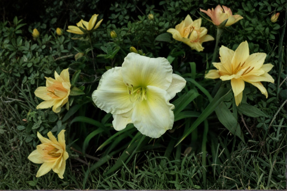 Daylily Bare Root Plants - 3 Soft Pink Hemerocallis 'Gentle Manners' Perennial for Summer Garden Flowers