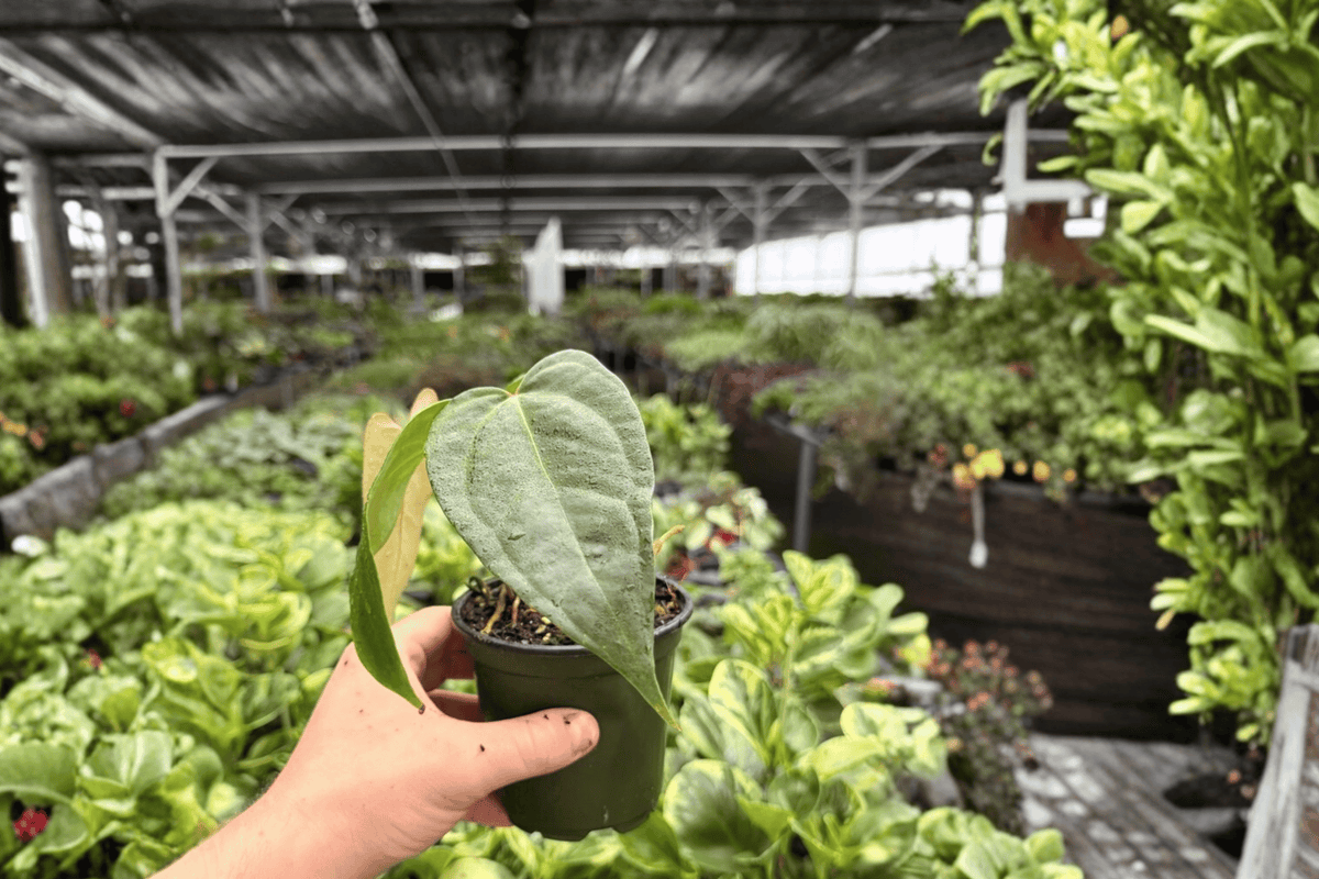 Anthurium Subsignatum x Regale Live Plants - 4-Inch Pots - Tropical Foliage Hybrid - 2 Exact Plants - Anthurium subsignatum × Anthurium regale