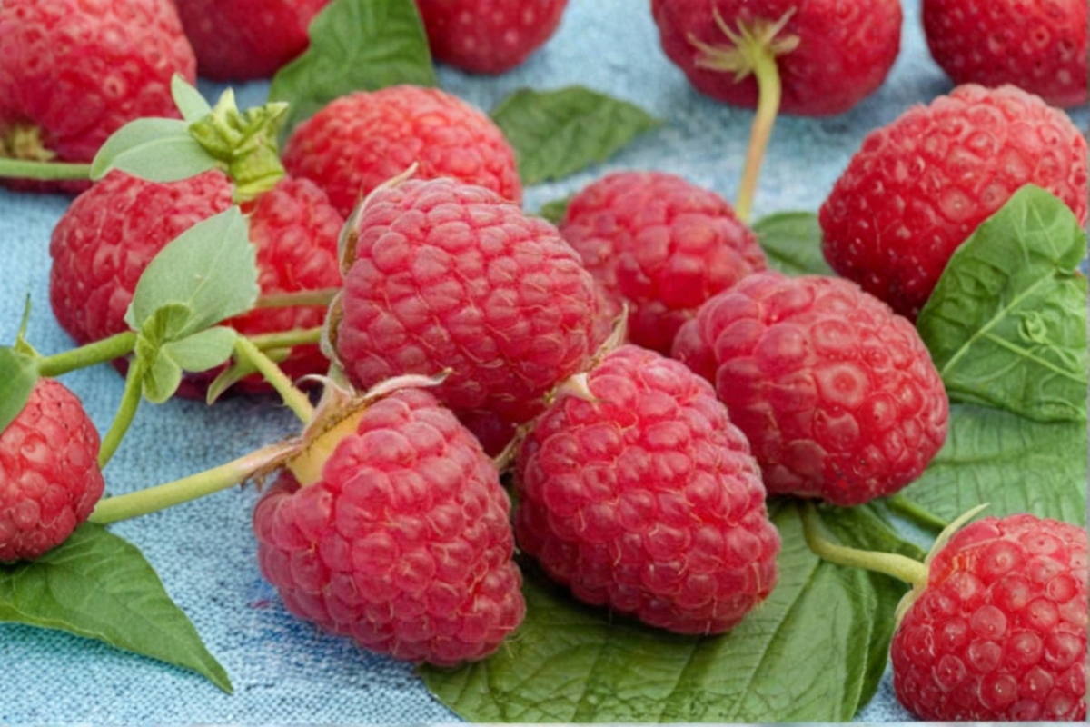 Killarney Raspberry Seeds 200 Pack - Rare Red Berry Plant for Indoor/Outdoor Garden (Rubus idaeus)