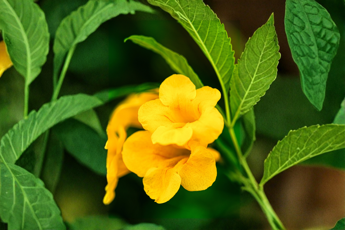 Yellow Crossvine Starter Plant - Bignonia capreolata - Butterfly & Hummingbird Vine - Live Rooted Climbing Flowering Vine