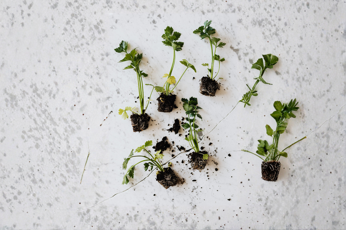 12+ Organic True Celery Live Plants - Young Transplants - Apium graveolens - Bare Root for Vegetable Gardens & Edible Landscapes
