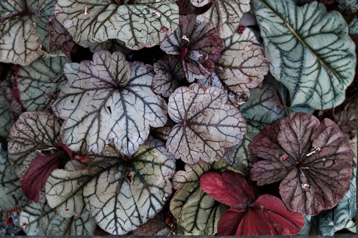 Silver Scrolls Coral Bells Plants - 3 Rooted Starters in 1 Qt Pots - Heuchera 'Silver Scrolls' - Silver Foliage Perennial