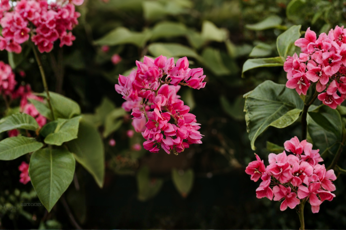 2 Live Mexican Creeper Plants 4-6 Inches Tall - Tropical Climbing Vine Antigonon leptopus - Fast-Growing Greenery for Trellises