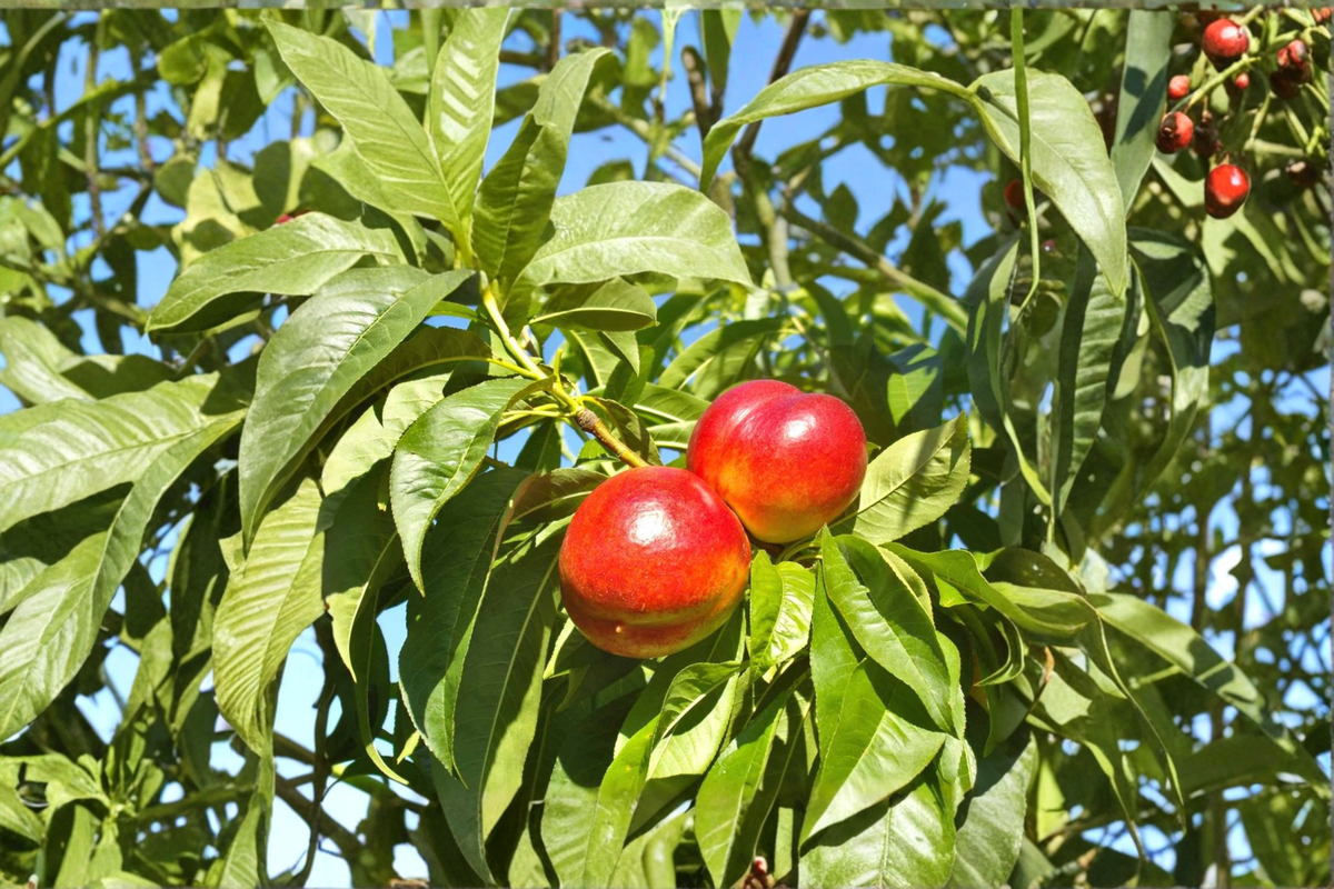 Live Eastern Glo Nectarine Tree 4-6 Ft - Sweet Fruit Tree, Prunus persica, Ideal for Backyard Orchard & Garden