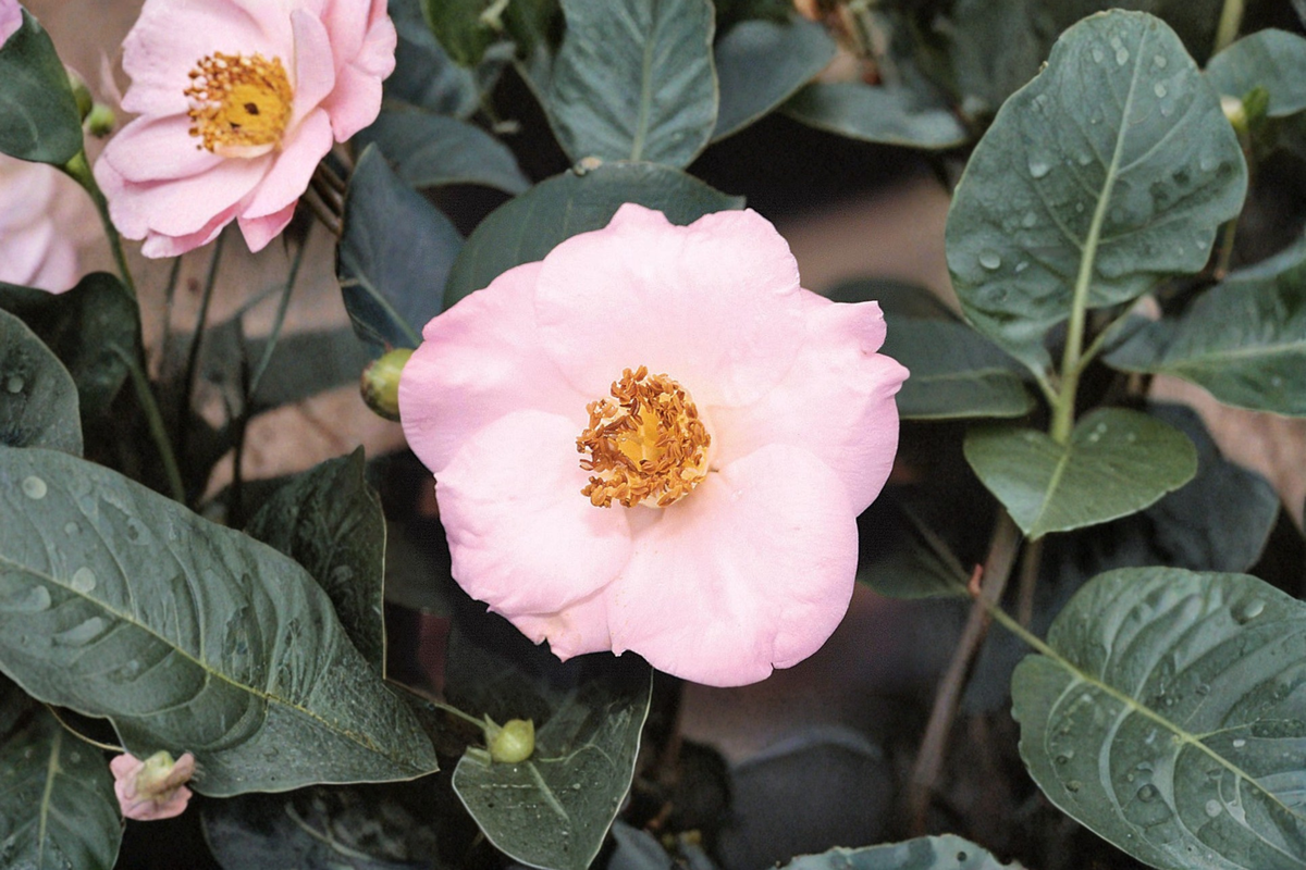 Fall Blooming Camellia 1 Gallon Live Plant - 'Autumn Mist' Pink White Evergreen Shrub - Camellia sasanqua