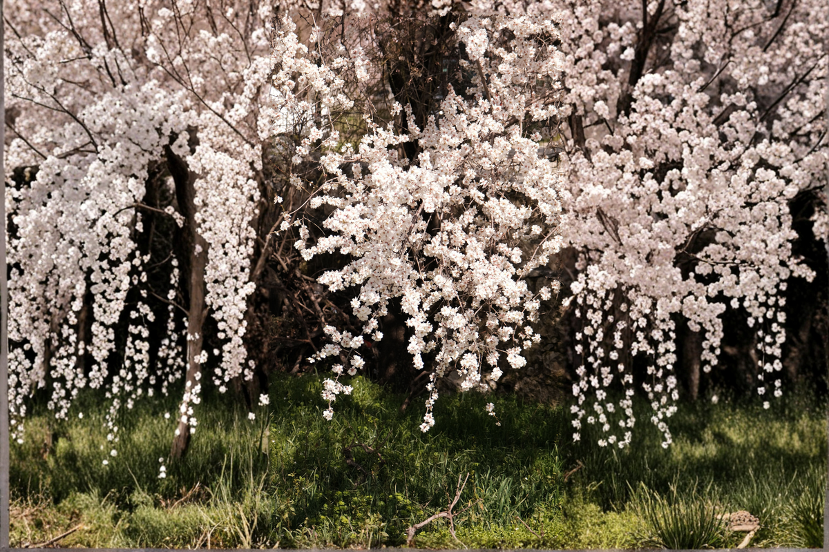 Weeping Yoshino Cherry Live Plant 24-36 Inches Soft Pink Blooms Prunus × yedoensis - Ornamental Flowering Tree