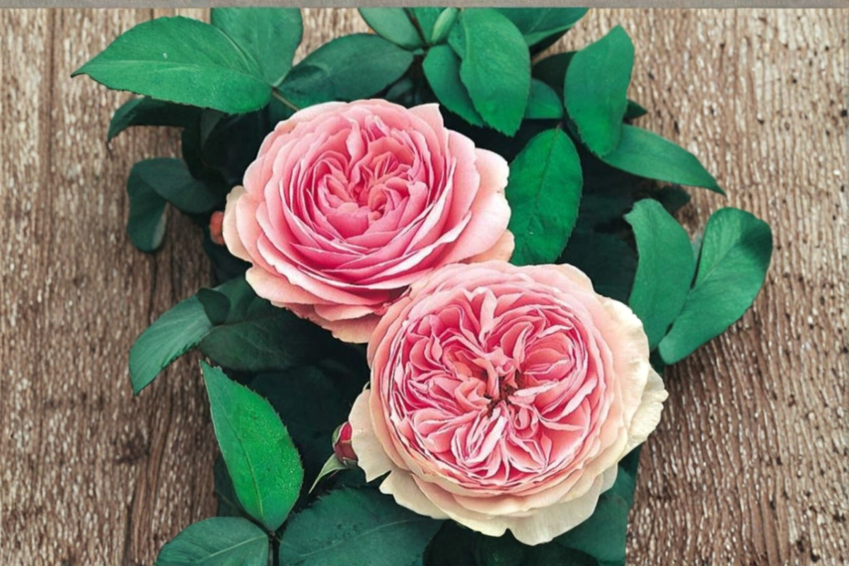 Scented English Pink Rose Seeds 10 Pack - Rosa spp. Ornamental Flower for Outdoor Gardens and Landscaping