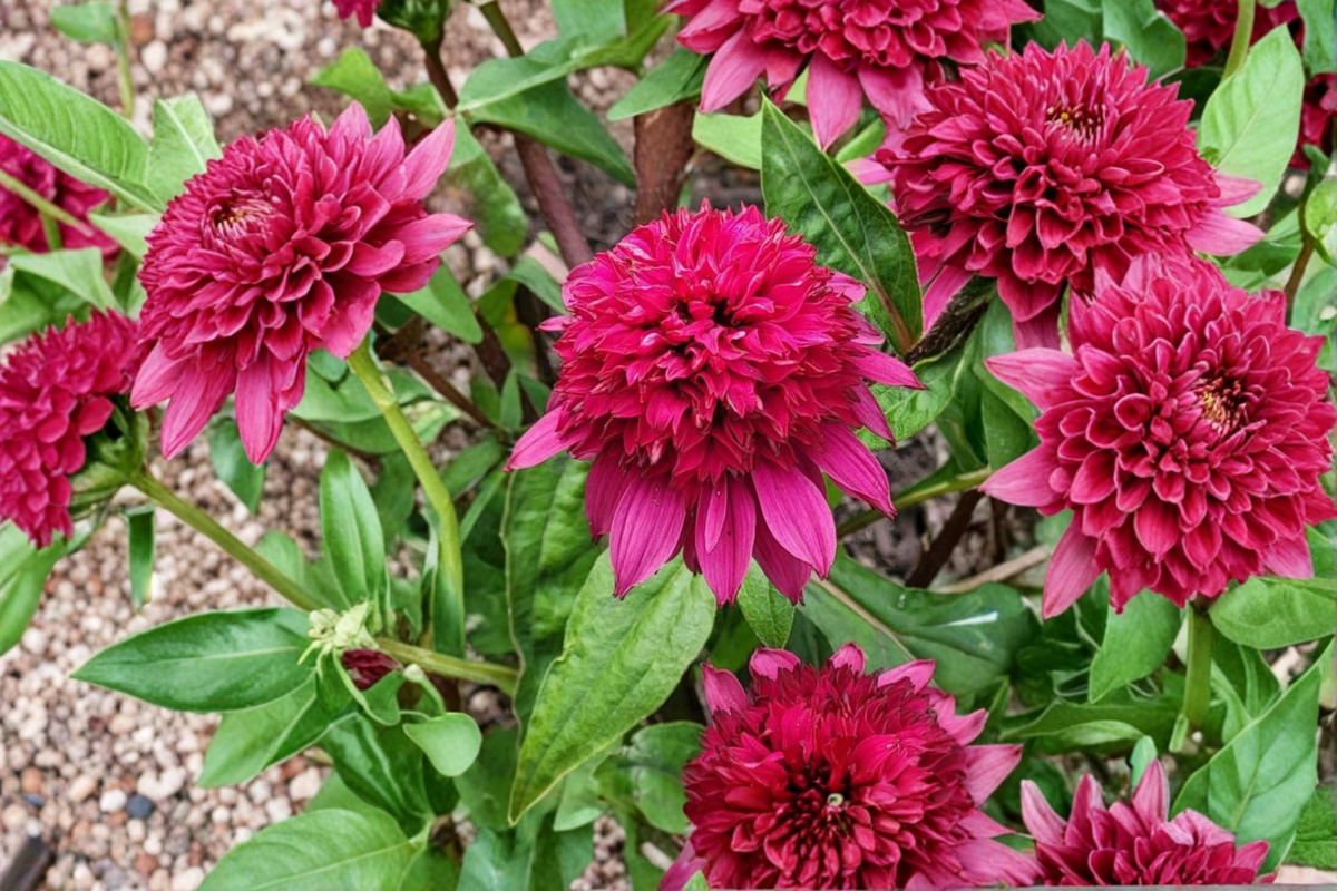 Double Scoop Raspberry Deluxe Coneflower Starter Plants - 3 Rooted in 1 Qt Pots - Echinacea 'Raspberry Deluxe' - Pink Blooms