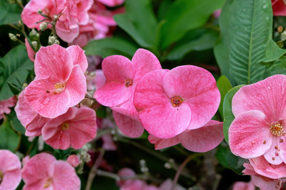 Thai Pink Crown of Thorns Live Plant - Flowering Succulent - Euphorbia milii - Ideal for Indoor & Outdoor Gardens